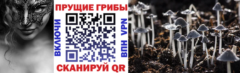 Псилоцибиновые грибы Psilocybine cubensis как найти закладки Орлов