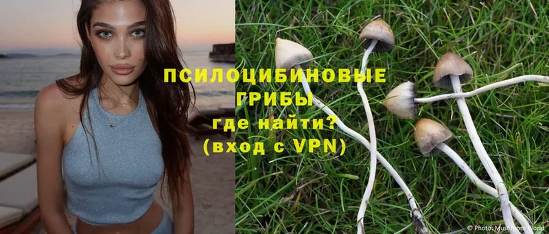 Псилоцибиновые грибы Psilocybine cubensis  Орлов 